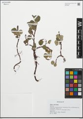Foto von Salix reticulata L.